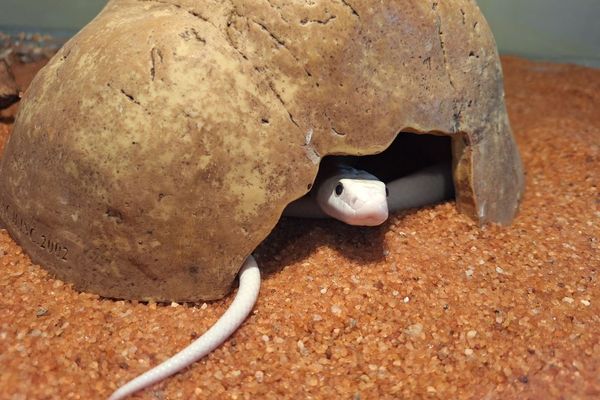 The living desert snake park gallery image