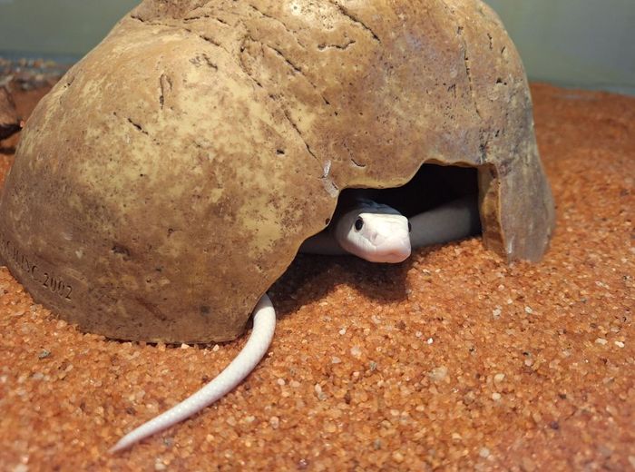 The living desert snake park
