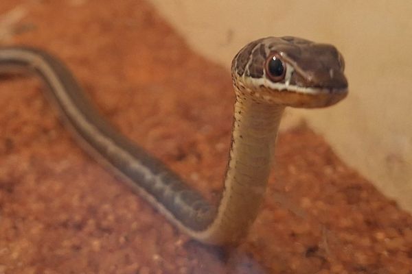 The living desert snake park gallery image