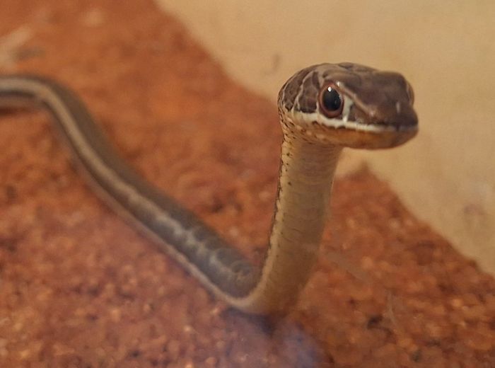 The living desert snake park