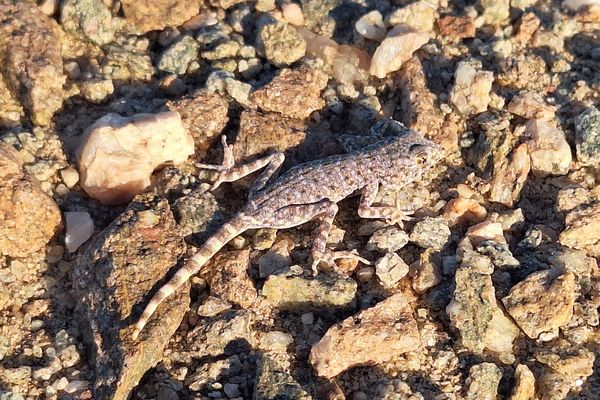 The living desert snake park gallery image