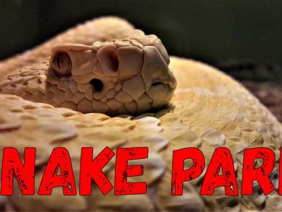 The living desert snake park