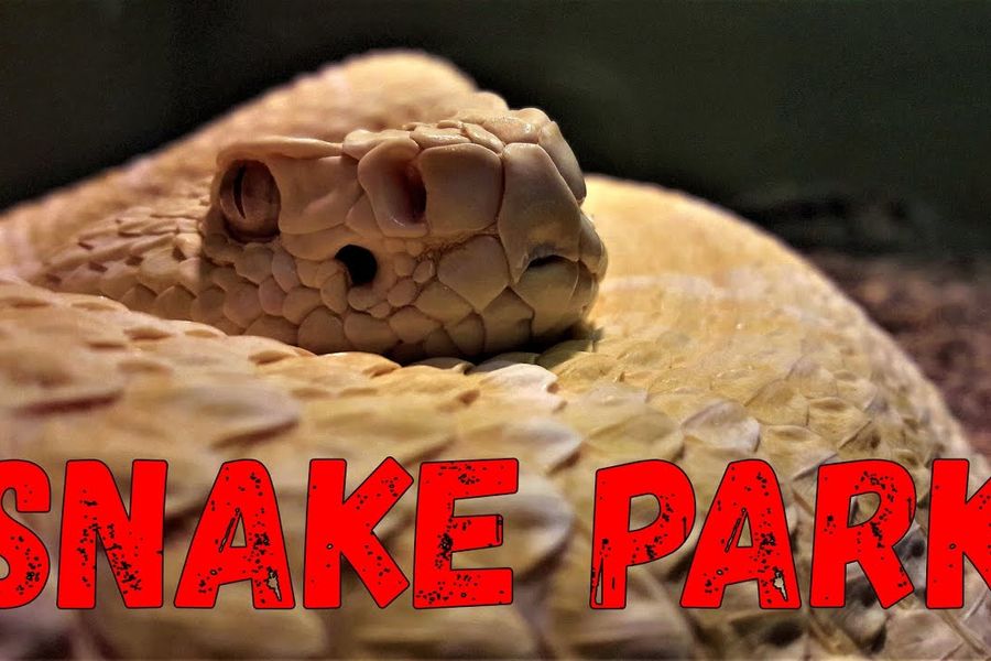 The living desert snake park