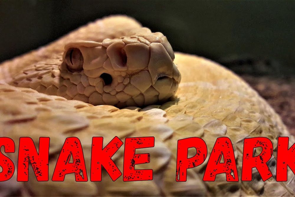 The living desert snake park