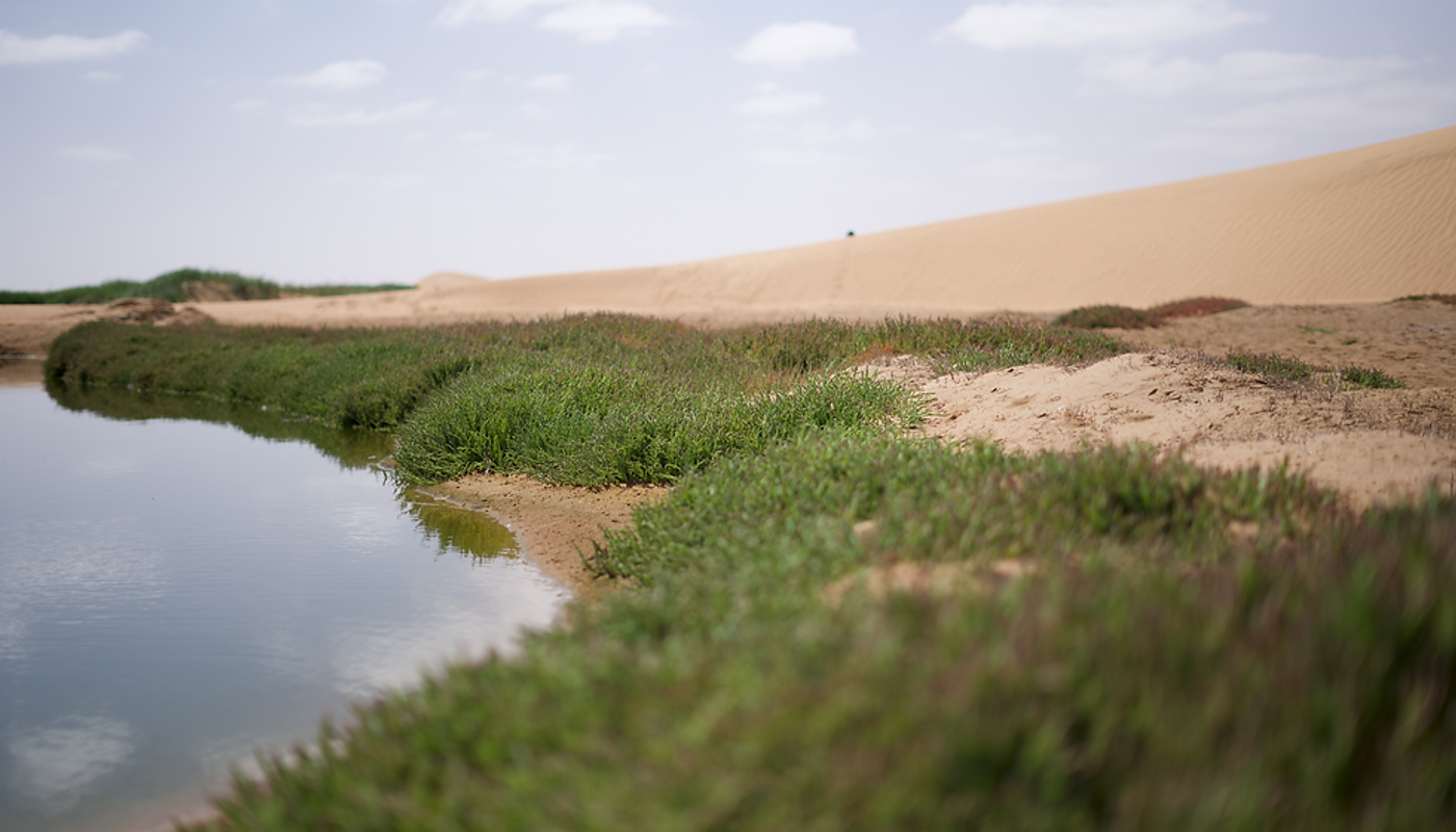 Desert Scenic Tours