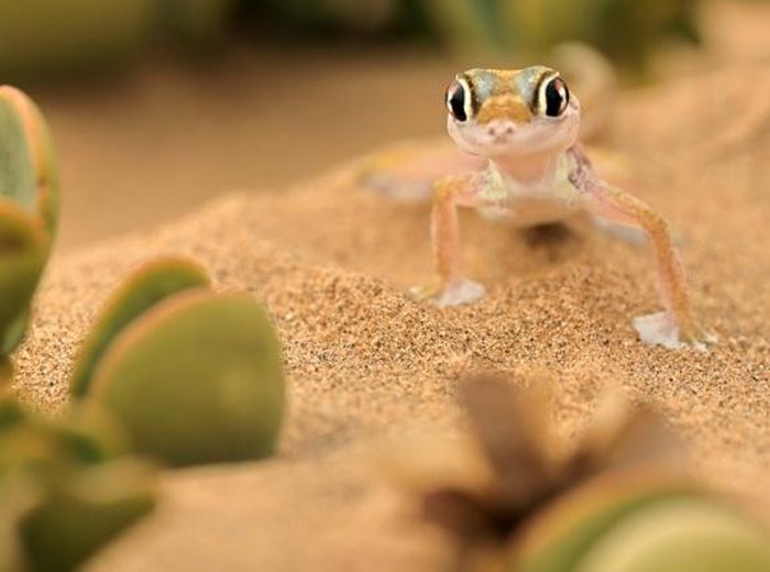 Charly's Desert Tours